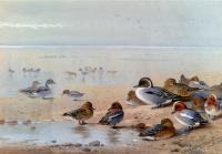 Thorburn, Archibald - Pintail Teal And Wigeon On The Seashore